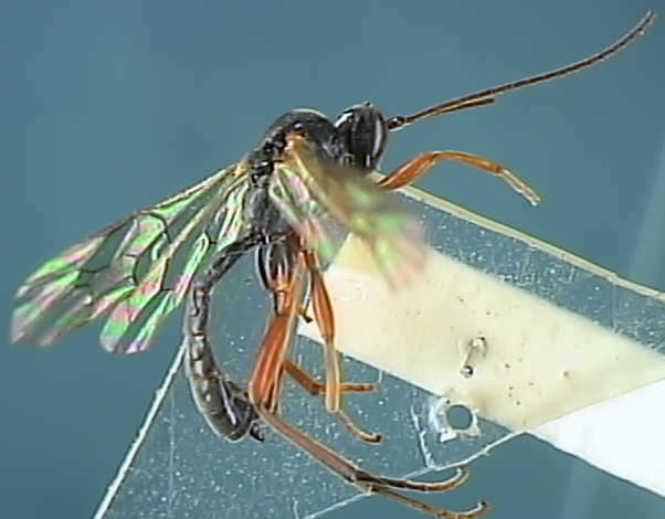 Ichneumonidae 11
